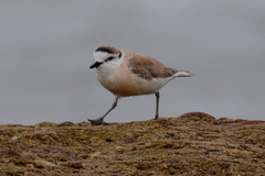 Charadrius marginatus arenaceus