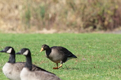 Anser albifrons flavirostris