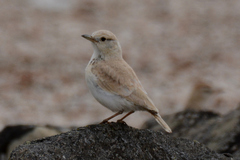Ammomanopsis grayi