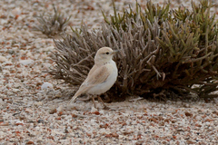 Ammomanopsis grayi