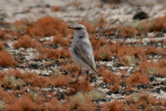 Emarginata tractrac