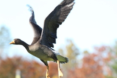 Anser albifrons flavirostris