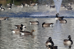 Anser albifrons flavirostris