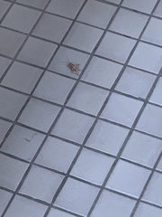 Gryllodes sigillatus