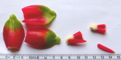 Costus arabicus