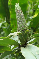 Costus arabicus