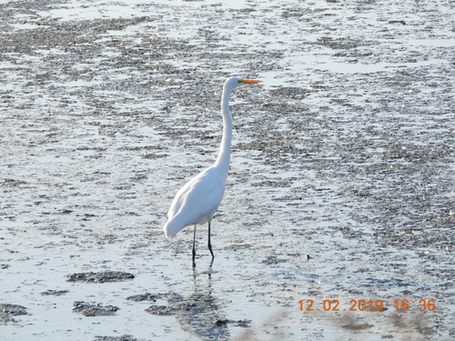 iNaturalist observation photo of Great Egret