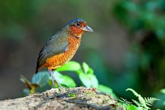 Giant Antpitta photo 5