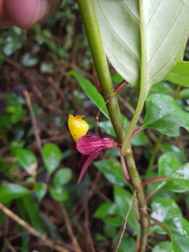 Nematanthus jolyanus