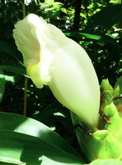 Costus arabicus
