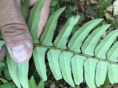 Polystichum imbricans curtum