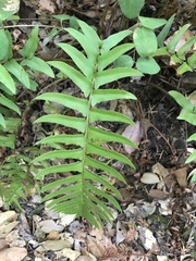 Polystichum imbricans curtum