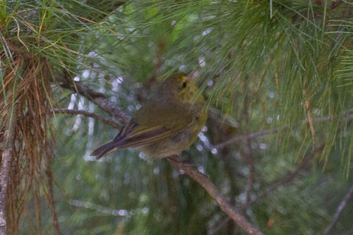 Paroreomyza montana observed 2025-08-09