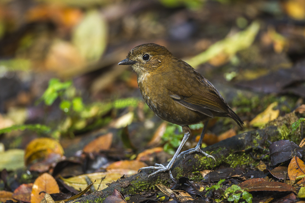 Brown-Banded Antpitta