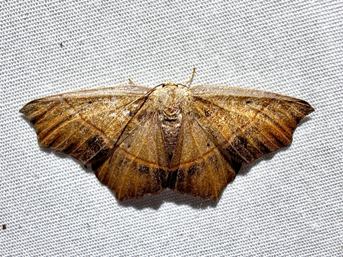 Oak Besma Moth photo 6