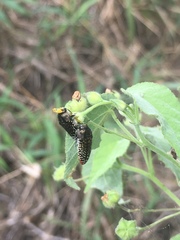 Acmaeodera haemorrhoa
