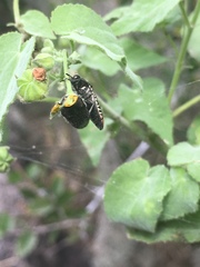 Acmaeodera haemorrhoa