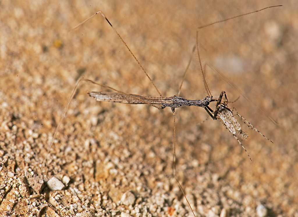 Ploiaria similis