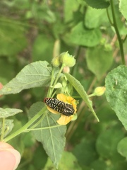 Acmaeodera haemorrhoa