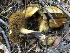 Suillus sibiricus