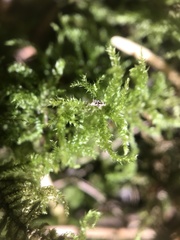 Eurhynchium