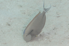 Acanthurus nigricauda