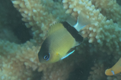 Pycnochromis retrofasciatus