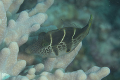 Paraluteres prionurus