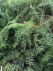 Gleichenia dicarpa