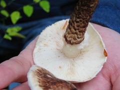 Tricholoma dulciolens