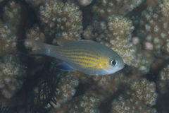 Pycnochromis vanderbilti