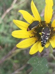 Acmaeodera macra