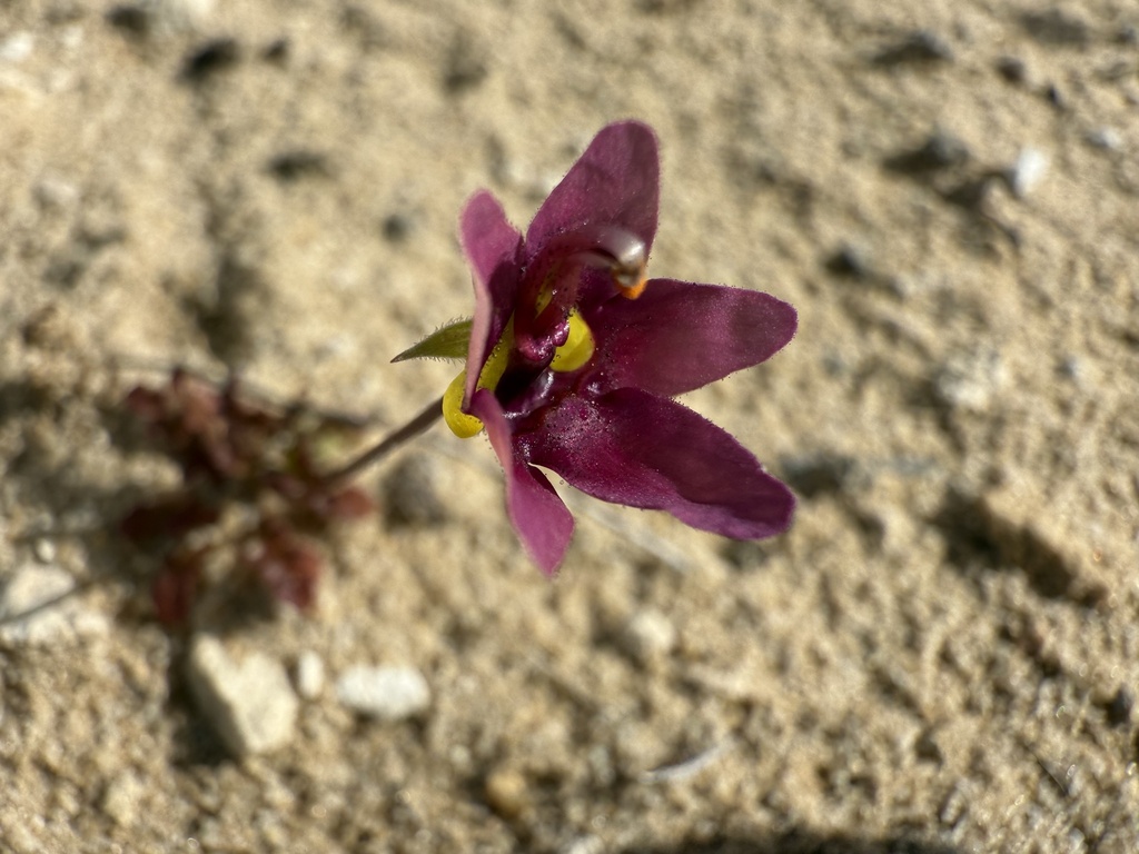 Saldanha Twinspur