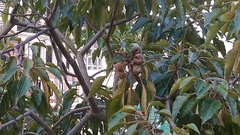 Aleurites moluccanus