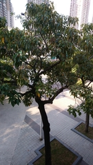 Aleurites moluccanus