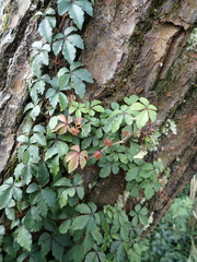 Tetrastigma obtectum glabrum
