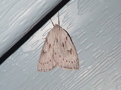 Philedia punctomacularia