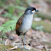 Jocotoco Antpitta - Photo (c) Patty McGann, some rights reserved (CC BY)