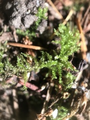 Eurhynchium