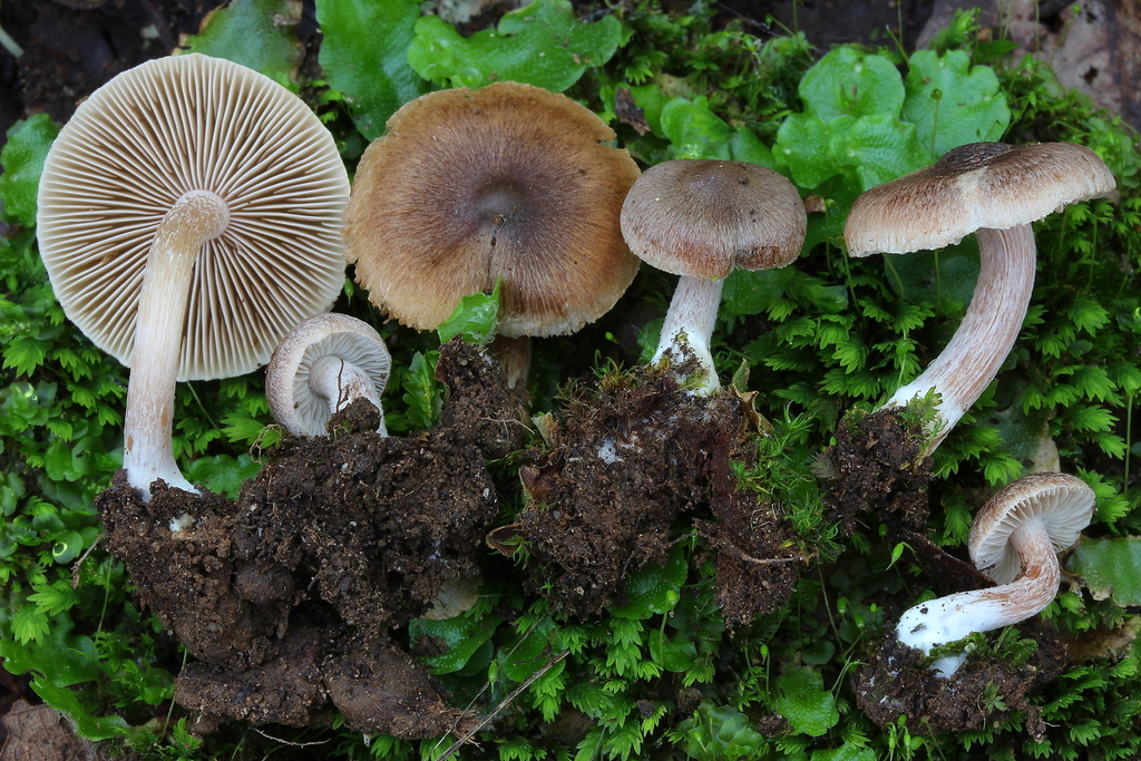 Inocybe brijunica