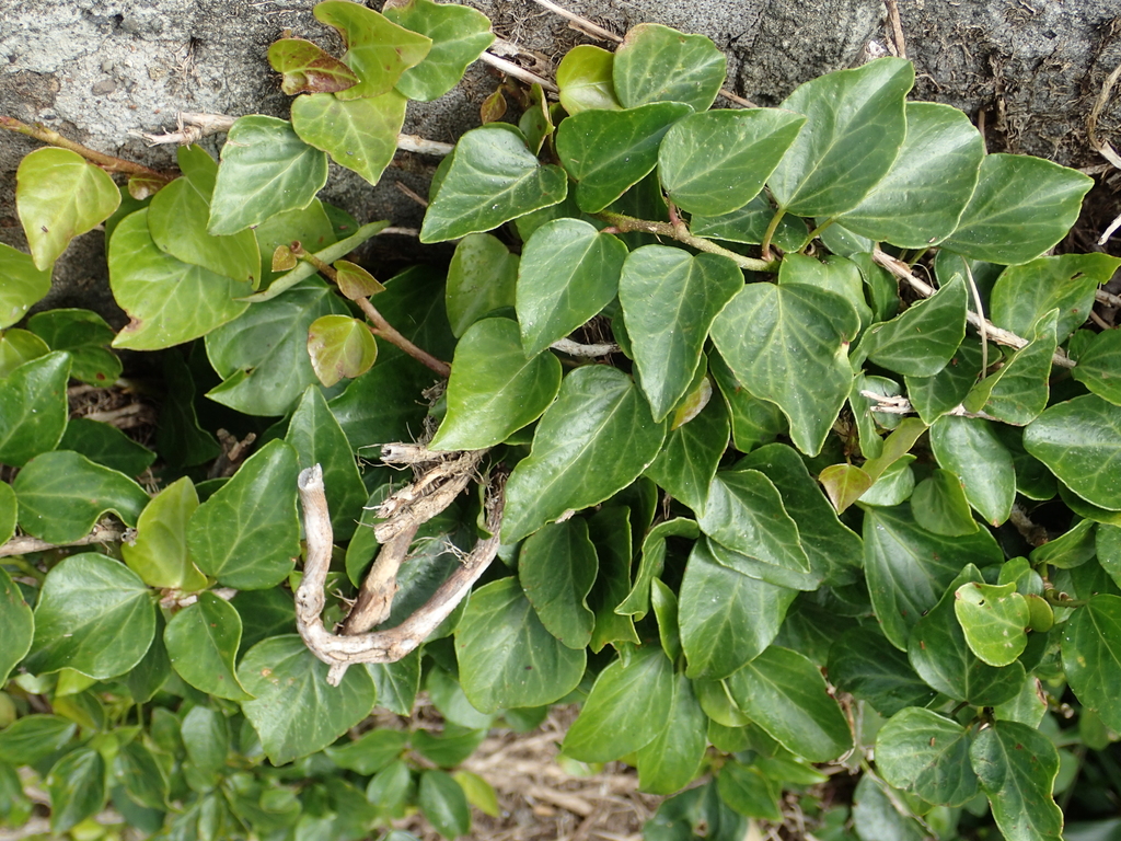 philodendron florida ghost ableger Philodendron 