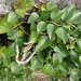 Hedera rhombea formosana - Photo (c) 葉子, alguns direitos reservados (CC BY-NC-ND)
