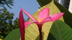Plumeria rubra