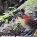 Yellow-breasted Antpitta - Photo (c) Vince Smith, some rights reserved (CC BY-SA)