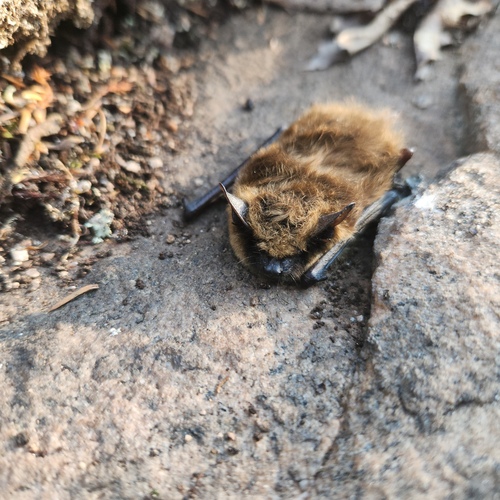 ヒメコアシホオヒゲコウモリ
