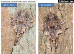Centrocnemis malayana