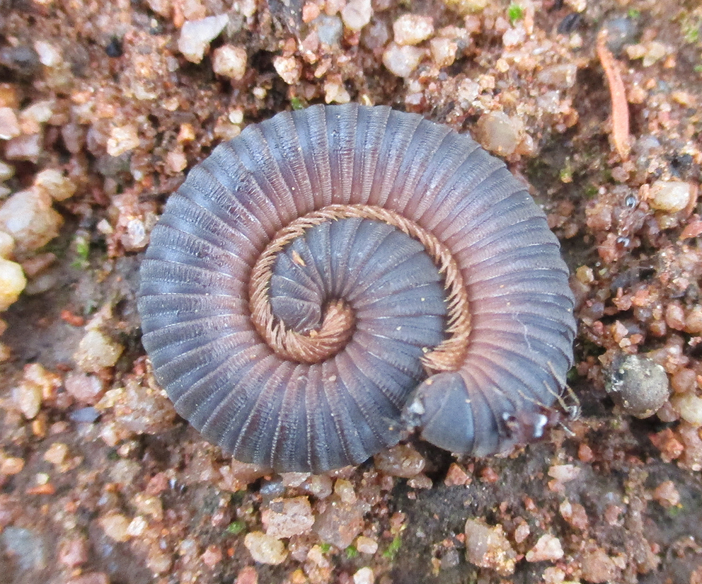 Synophryostreptus
