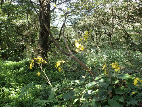 Farfugium japonicum