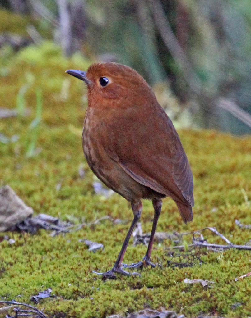 Muisca Antpitta (Grallaria rufula) photo