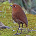 Muisca Antpitta - Photo (c) Jerry Oldenettel, some rights reserved (CC BY-NC-SA)